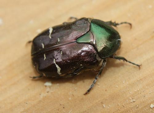 Réf. 197 527 : Cetonia aurata